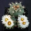 Turbinicarpus_hoferi